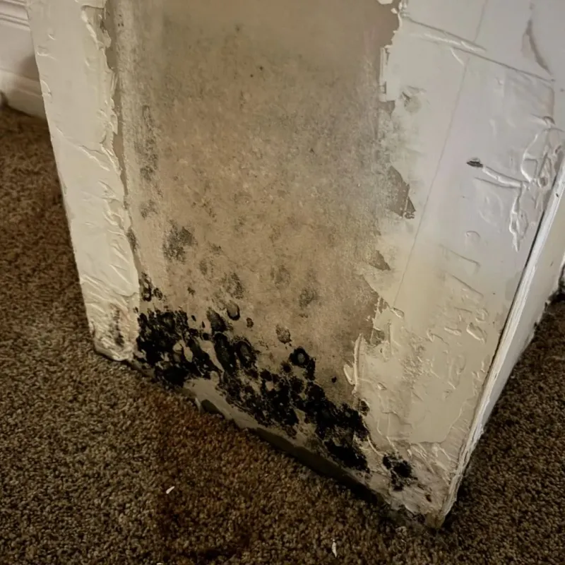 Professional Mold Removal in Troy, IL